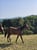 Horse ad
