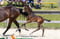 Horse ad