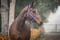 Horse ad