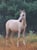 Horse ad