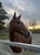 Horse ad