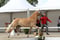 Annonce cheval