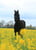 Horse ad