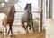 Annuncio cavallo