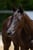 Annuncio cavallo