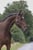 Horse ad