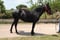Horse ad