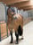 Horse ad