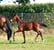 Annuncio cavallo