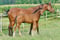 Horse ad