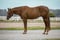 Annuncio cavallo