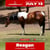 Annuncio cavallo