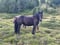 Horse ad