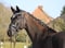 Annuncio cavallo