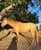 Annuncio cavallo