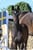 Horse ad