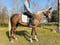 Anuncio de caballos