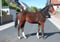 Horse ad