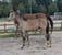 Horse ad