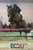 Horse ad