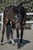 Horse ad
