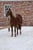 Annuncio cavallo