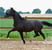 Annuncio cavallo