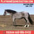 Horse ad