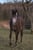 Annuncio cavallo