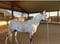 Horse ad