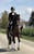 Horse ad