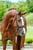 Annuncio cavallo