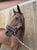 Horse ad