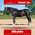 Annuncio cavallo
