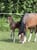 Horse ad