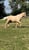 Annuncio cavallo