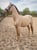 Horse ad