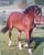 Annonce cheval