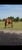Horse ad