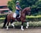 Annonce cheval