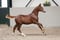 Annuncio cavallo