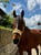 Horse ad