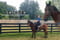 Horse ad
