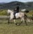 Annuncio cavallo