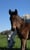Annuncio cavallo