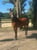 Horse ad