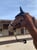 Horse ad