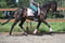 Annuncio cavallo