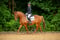 Pferdeinserat