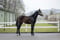Horse ad
